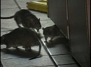 Rats in the NYC KFC-Taco Bell