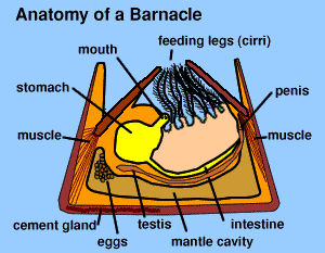 Anatomy of a Barnacle App