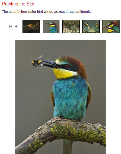 Jozsef Szentpeteri's cool photos of colorful, bee-eating birds